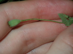 Papaver somniferum setigerum