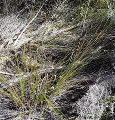 Phylica agathosmoides