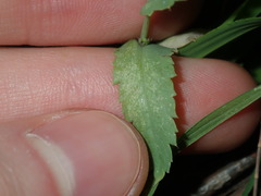 Papaver somniferum setigerum