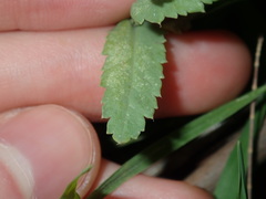 Papaver somniferum setigerum