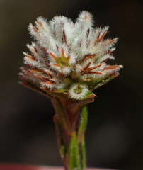 Phylica agathosmoides