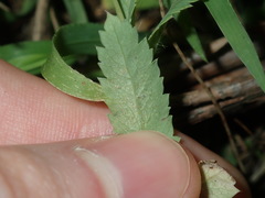 Papaver somniferum setigerum