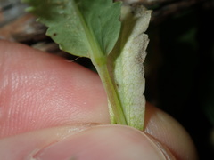 Papaver somniferum setigerum