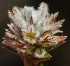 Phylica agathosmoides