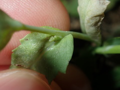 Papaver somniferum setigerum