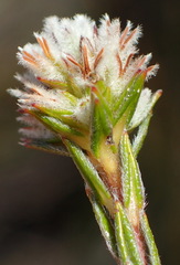 Phylica agathosmoides - Photo (c) Nicola van Berkel, alguns direitos reservados (CC BY-SA), uploaded by Nicola van Berkel