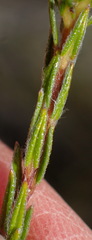 Phylica agathosmoides