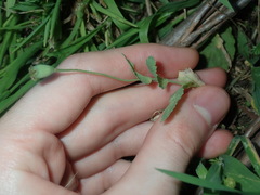 Papaver somniferum setigerum