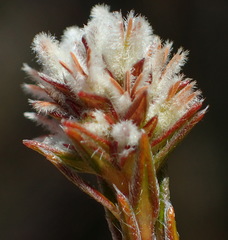Phylica agathosmoides
