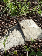 Podarcis muralis