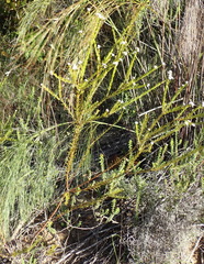 Phylica cryptandroides