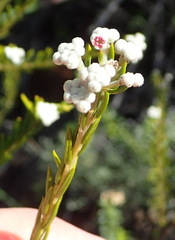 Phylica cryptandroides