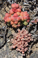Crassula elegans elegans