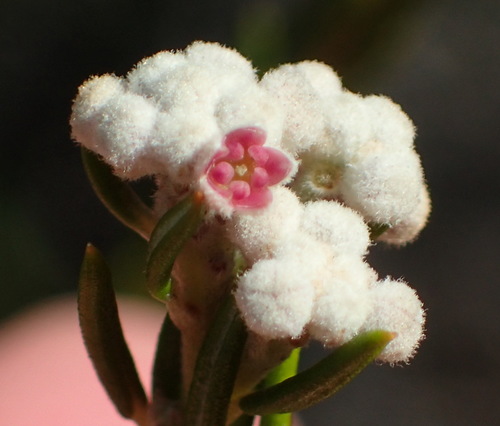Phylica cryptandroides (Phylica cryptandroides)