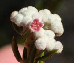 Phylica cryptandroides