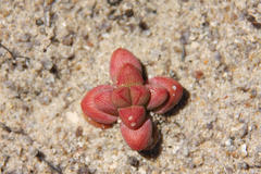 Crassula elegans elegans