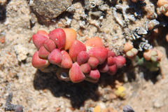 Crassula elegans elegans