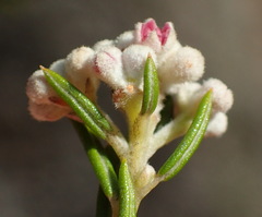 Phylica cryptandroides