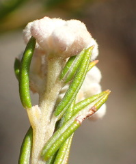 Phylica cryptandroides