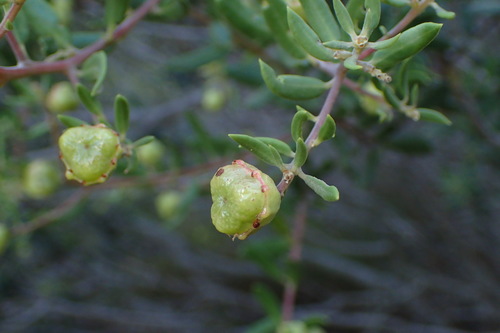 Image of Phylica oleifolia by (c) Nicola van Berkel, some rights reserved (CC BY-SA)