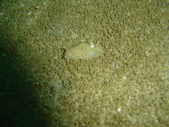 Pleurobranchaea bubala