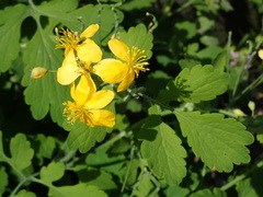 Chelidonium majus