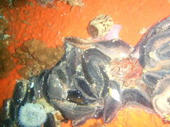 Pentacta doliolum