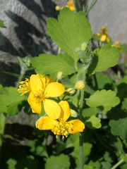 Chelidonium majus