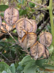 Dioscorea hemicrypta