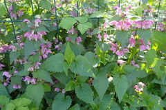 Lamium maculatum
