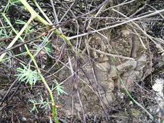 Dioscorea hemicrypta