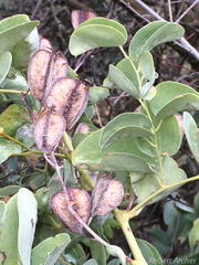 Dioscorea hemicrypta