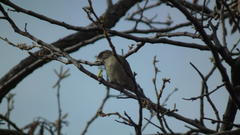 Crithagra gularis gularis