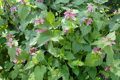 Lamium maculatum