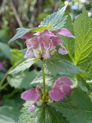 Lamium maculatum