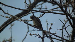 Crithagra gularis gularis