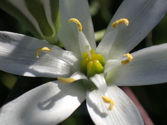 Ornithogalum divergens