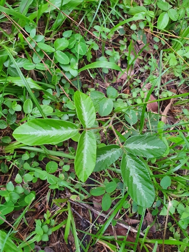 Desmodium incanum