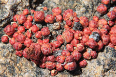 Crassula barklyi