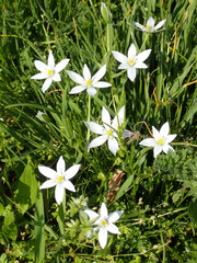 Ornithogalum divergens