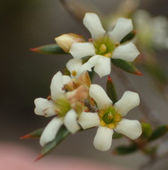 Coleonema juniperinum