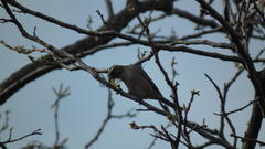 Crithagra gularis gularis