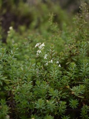 Galium productum