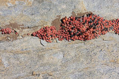 Crassula barklyi