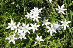 Ornithogalum divergens