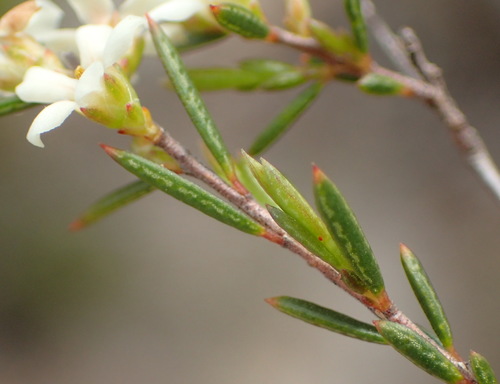 Image of Coleonema juniperinum by (c) Nicola van Berkel, some rights reserved (CC BY-SA)