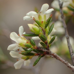 Coleonema juniperinum
