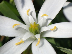 Ornithogalum divergens