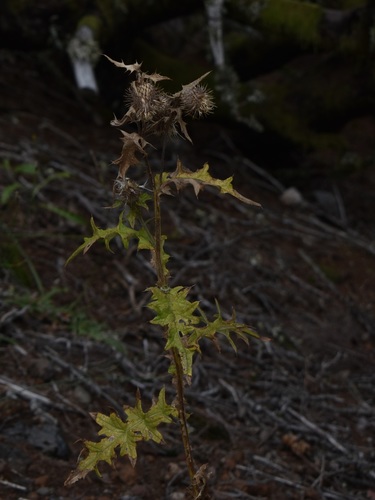 Cirsium image