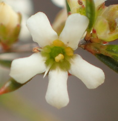 Coleonema juniperinum